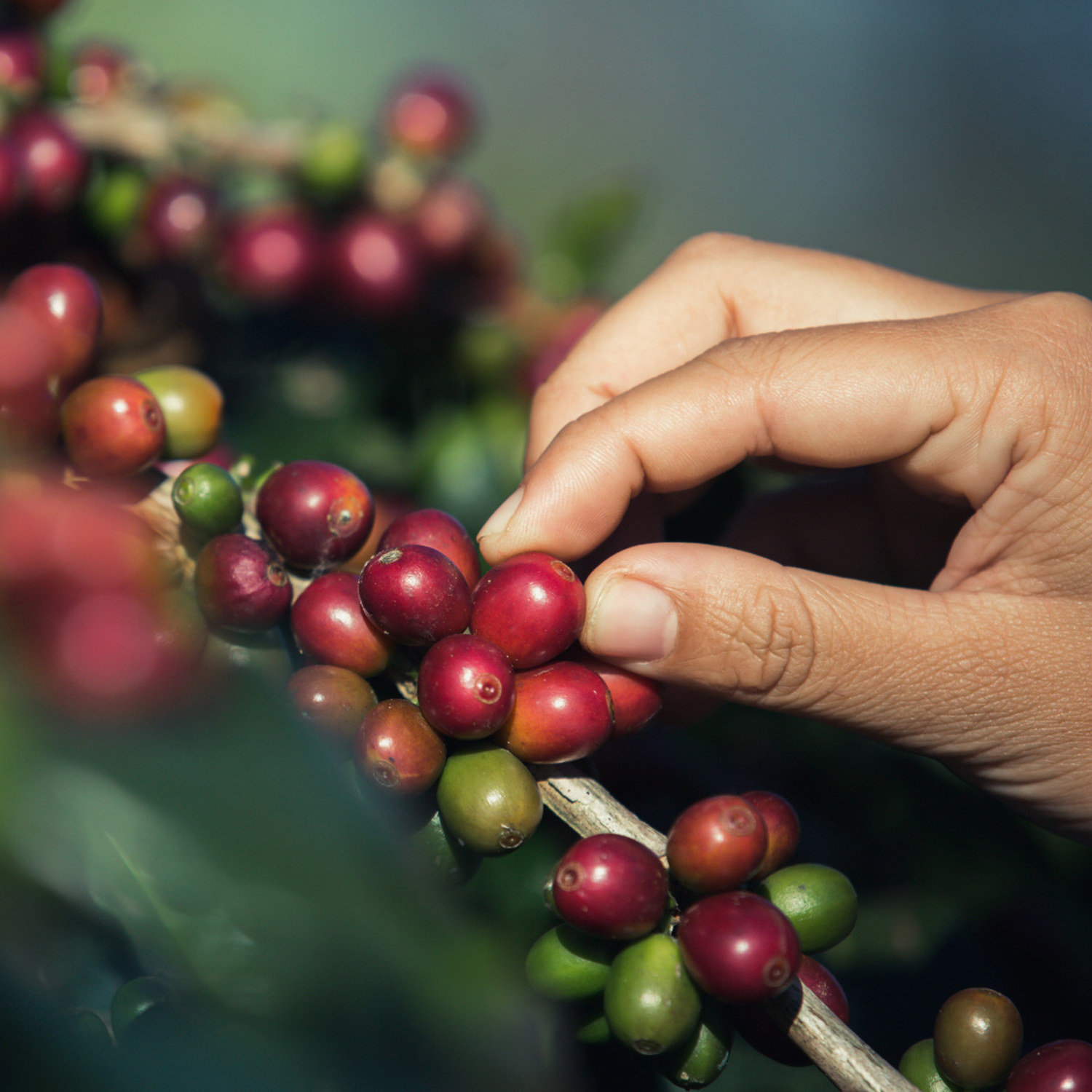 Ethical Sourcing